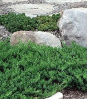 Juniperus conferta 'Blue Pacific'